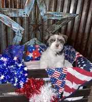 Cocoa, a male Miniature Schnauzer for sale in Whitney, TX – 1 of 5