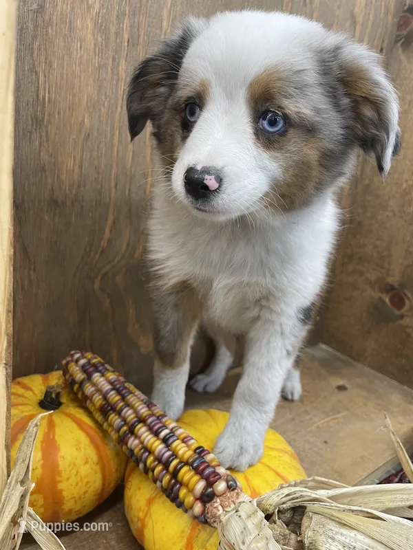 Bruce – Miniature Australian Shepherd puppy for sale in Bremen, IN