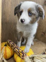 Bruce, a male Miniature Australian Shepherd for sale in Bremen, IN – 1 of 6