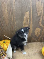 Tiny, a female Miniature Australian Shepherd for sale in Bremen, IN – 5 of 5
