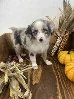 Bruce, a male Miniature Australian Shepherd for sale in Bremen, IN – 3 of 5