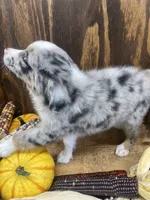 Bruce, a male Miniature Australian Shepherd for sale in Bremen, IN – 2 of 5