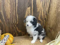 Bobby, a male Miniature Australian Shepherd for sale in Bremen, IN – 6 of 6