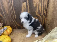 Bobby, a male Miniature Australian Shepherd for sale in Bremen, IN – 5 of 6