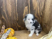 Bobby, a male Miniature Australian Shepherd for sale in Bremen, IN – 3 of 6