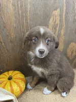 Pepper, a female Miniature Australian Shepherd for sale in Bremen, IN – 3 of 5