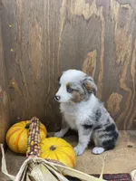 Bruce, a male Miniature Australian Shepherd for sale in Bremen, IN – 3 of 6