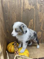 Bruce, a male Miniature Australian Shepherd for sale in Bremen, IN – 4 of 6