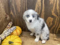 Brindly, a female Miniature Australian Shepherd for sale in Bremen, IN – 3 of 6