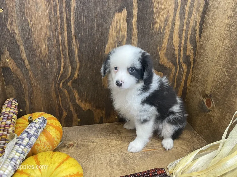 Bobby – Miniature Australian Shepherd puppy for sale in Bremen, IN