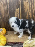 Bobby, a male Miniature Australian Shepherd for sale in Bremen, IN – 4 of 6