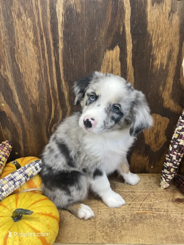 Bruce – Miniature Australian Shepherd puppy for sale in Bremen, IN
