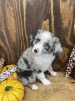 Bruce, a male Miniature Australian Shepherd for sale in Bremen, IN – 1 of 5