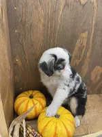 Milo, a female Miniature Australian Shepherd for sale in Bremen, IN – 5 of 5