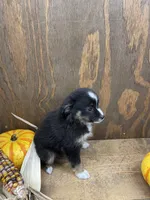 Tiny, a female Miniature Australian Shepherd for sale in Bremen, IN – 4 of 5