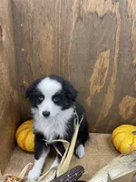 Rascal, a male Miniature Australian Shepherd for sale in Bremen, IN – 3 of 5