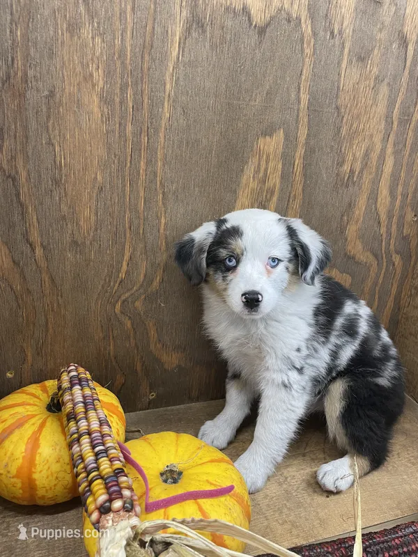 Milo – Miniature Australian Shepherd puppy for sale in Bremen, IN