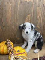 Milo, a female Miniature Australian Shepherd for sale in Bremen, IN – 1 of 5