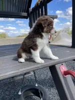 Ginger, a male Miniature Australian Shepherd for sale in Bremen, IN – 3 of 5