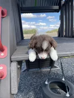 Ginger, a male Miniature Australian Shepherd for sale in Bremen, IN – 4 of 5
