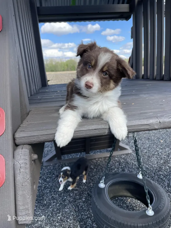 Ginger – Miniature Australian Shepherd puppy for sale in Bremen, IN