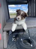 Ginger, a male Miniature Australian Shepherd for sale in Bremen, IN – 1 of 5
