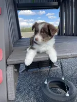 Ginger, a male Miniature Australian Shepherd for sale in Bremen, IN – 2 of 5