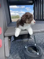 Ginger, a male Miniature Australian Shepherd for sale in Bremen, IN – 5 of 5