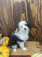 Bobby, a male Miniature Australian Shepherd for sale in Bremen, IN – 2 of 6
