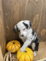 Milo, a female Miniature Australian Shepherd for sale in Bremen, IN – 2 of 5