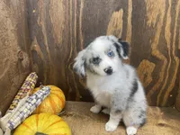 Brindly, a female Miniature Australian Shepherd for sale in Bremen, IN – 6 of 6