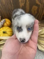 Brindly, a female Miniature Australian Shepherd for sale in Bremen, IN – 4 of 6