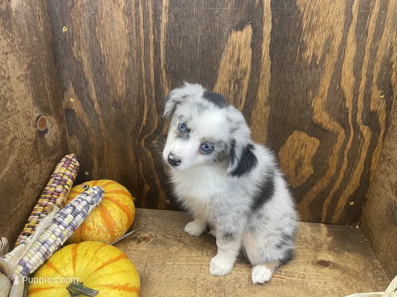 Brindly – Miniature Australian Shepherd puppy for sale in Bremen, IN