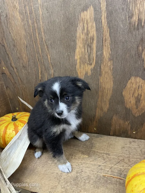 Tiny – Miniature Australian Shepherd puppy for sale in Bremen, IN
