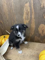 Tiny, a female Miniature Australian Shepherd for sale in Bremen, IN – 1 of 5