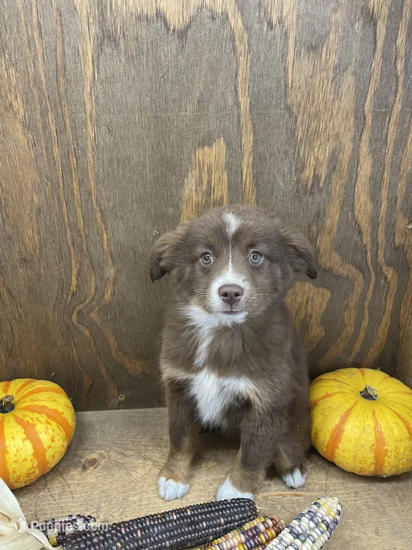 Pepper – Miniature Australian Shepherd puppy for sale in Bremen, IN