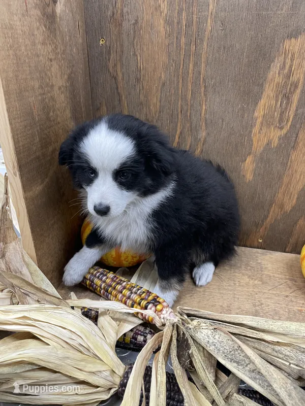 Rascal – Miniature Australian Shepherd puppy for sale in Bremen, IN