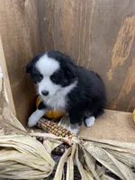 Rascal, a male Miniature Australian Shepherd for sale in Bremen, IN – 1 of 5