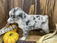 Bruce, a male Miniature Australian Shepherd for sale in Bremen, IN – 5 of 5