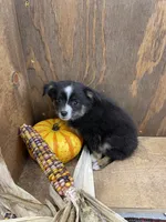 Tiny, a female Miniature Australian Shepherd for sale in Bremen, IN – 2 of 5