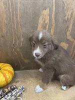 Pepper, a female Miniature Australian Shepherd for sale in Bremen, IN – 2 of 5