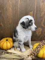 Milo, a female Miniature Australian Shepherd for sale in Bremen, IN – 4 of 5