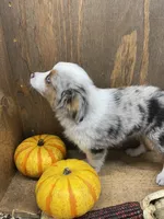 Bruce, a male Miniature Australian Shepherd for sale in Bremen, IN – 2 of 6