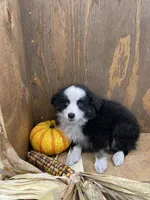 Rascal, a male Miniature Australian Shepherd for sale in Bremen, IN – 5 of 5