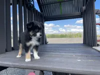 Max, a male Miniature Australian Shepherd for sale in Bremen, IN – 2 of 5