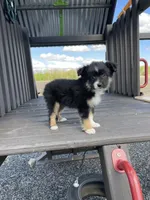Max, a male Miniature Australian Shepherd for sale in Bremen, IN – 3 of 5