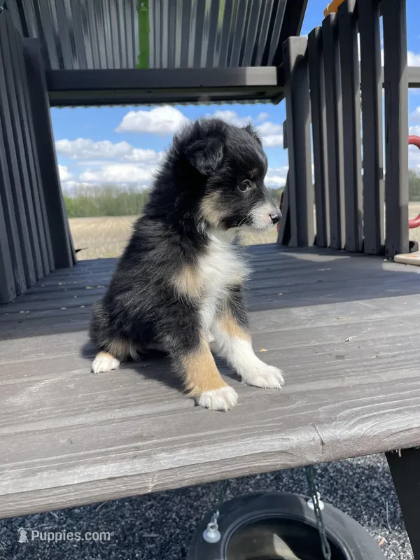 Max – Miniature Australian Shepherd puppy for sale in Bremen, IN