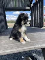 Max, a male Miniature Australian Shepherd for sale in Bremen, IN – 1 of 5