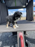 Max, a male Miniature Australian Shepherd for sale in Bremen, IN – 5 of 5