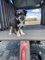 Max, a male Miniature Australian Shepherd for sale in Bremen, IN – 4 of 5
